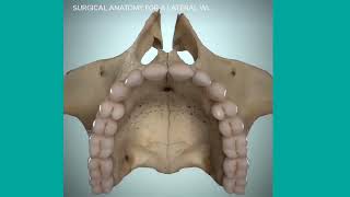 Anatomy of maxillary sinus [upl. by Jonathan]