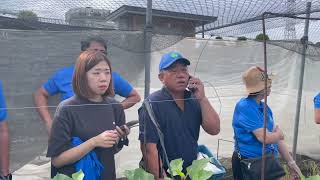 Talong Eggplant farm in Taiwan paano nila inaalagaan [upl. by Blatt37]