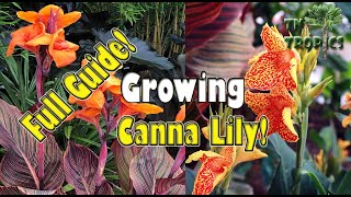 Growing Canna Lily  Full Guide [upl. by Alcinia204]