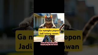 Popon si kucing mandiri shortvideo cat drama [upl. by Elrem]