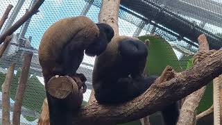 A pair of Guianan bearded saki [upl. by Tala]