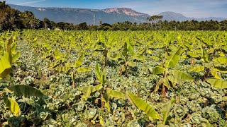 Intercropping  Banana and Cabbage [upl. by Dalli]