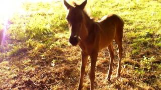 GilGalad hennissement Foal whinny [upl. by Legnaesoj268]