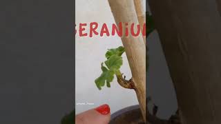 GERANIUM PROPAGATION [upl. by Morris]