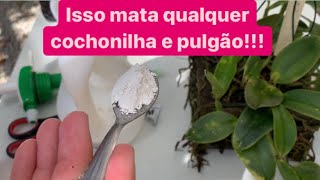 RECEITA PARA MATAR COCHONILHA E PULGÃO NA HORA [upl. by Gun]