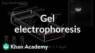 An Introduction to Mendelian Genetics  Biomolecules  MCAT  Khan Academy [upl. by Erodaeht]