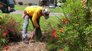 How to Prune a Dasylirion  Vargas Landscaping Presents [upl. by Rotow]