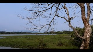 Inside Kaziranga National Park  All Ranges  Assam  Wildlife  Bird Watching  Wild Animals [upl. by Teferi]