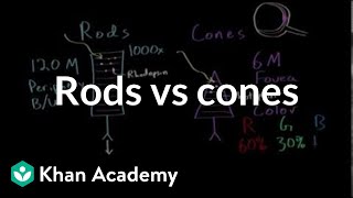 Photoreceptors rods vs cones  Processing the Environment  MCAT  Khan Academy [upl. by Grae]