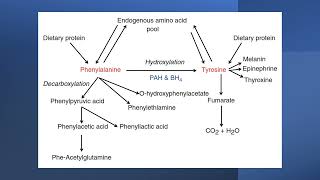 Phenylalanine and tyrosine metabolism [upl. by Ekoorb]