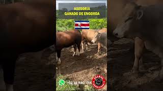 GANADO DE ENGORDA EN COSTA RICA ganado toro agro campo rancho [upl. by Dunton]