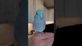 He did his best ☺️ parrot birds bird parrotlet baby [upl. by Emalee]