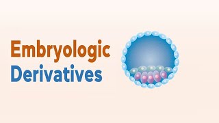 Embryology  Derivatives of Ectoderm amp Mesoderm amp Endoderm [upl. by Rizzi546]