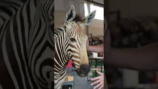 Zebra Shoulder Mount  SIT Species  Splitting Image Taxidermy [upl. by Desma]