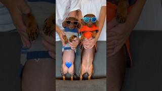 Dancing DACHSHUNDS Pepsi or Fanta minidachshund dance cute dog trend dachshund [upl. by Pernas]