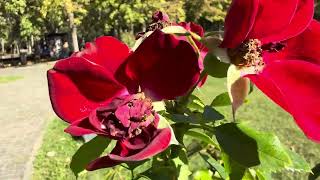 Apple iPhone 16 Pro Max Video Sample Autofocus [upl. by Ateekal576]