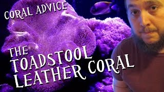 Coral Advice  The Toadstool Leather Coral [upl. by Shushan]