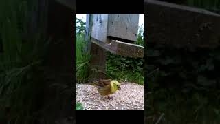 Yellowhammer eating at our seed feeder and taking flight redlistedbirds birdwatchinguk [upl. by Myrtia]