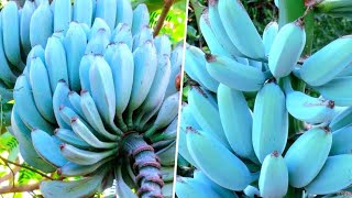 As 10 Frutas de Cor AZUL Que Você Não Vai Acreditar Que Existem [upl. by Maidie615]