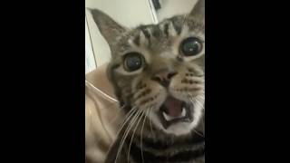 Kiss your cat cats funnyvideo catlover [upl. by Santana]