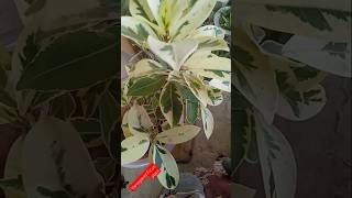 Variegated Ficus plant Grow in potplants shorts trending [upl. by Alisa]