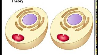 Endosymbiotic Theory [upl. by Abih813]