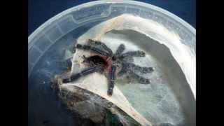 Tarantula Picture Collection Video 6 [upl. by Ilenay]