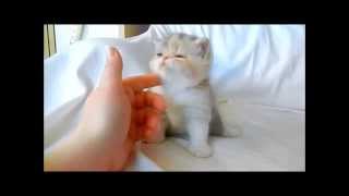 Exotic Shorthair Kitten Blue Patched Tabby and White 4 weeks [upl. by Anekam]