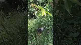 Cassowary chick and adult Casuarius casuarius johnsonii Near Mont Beak April 13th 2024 [upl. by Narual]