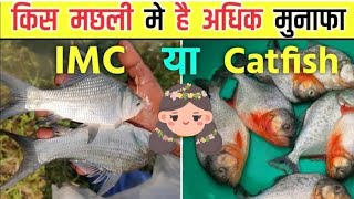 किस मछली पालन में है अधिक मुनाफा  IMC या Catfish   सारा confusion दूर इस वीडियो में  farming [upl. by Timothea]