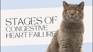 Stages Of Congestive Heart Failure In Cats [upl. by Adnuahsal]