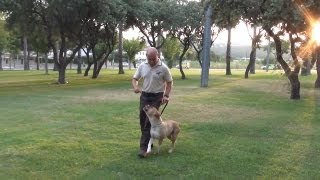 Curso OnLine Adiestramiento Canino en Obediencia Ejercicios Fase II [upl. by Lobiv]