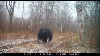 A large male Ussuri brown bear in the Jewish Autonomous Oblast [upl. by Nosnehpets815]