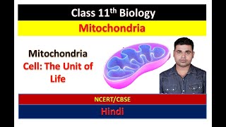 Mitochondria  Cell The Unit of Life  Class 11 Biology Chapter 8Hindi [upl. by Enileme]