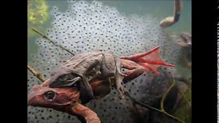 Common frog egg deposition [upl. by Lleira632]