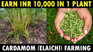 Cardamom Farming  Cardamom Cultivation  Elaichi Farming Guide [upl. by Herschel]