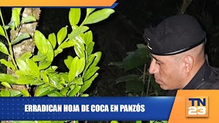 Erradican hoja de coca en Panzós [upl. by Jeb]