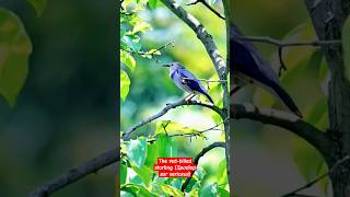 The redbilled starling Spodiopsar sericeusbirds nature beautifulbirds birdslover wildlife [upl. by Calia]