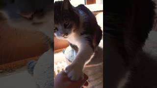 Not allowed to stopp petting my cat cat cute [upl. by Marmion]