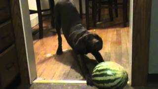 Rusty hates the watermelon chocolate labrador retriever [upl. by Odanref12]