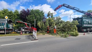 Das Chaos ist perfektwenn es scheie läuftdann richtig Was soll ich jetzt machen treework [upl. by Singer414]