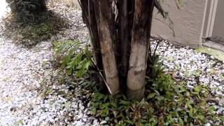 Doughertys Garden  Caryota mitis  Fishtail Palm Tree  08 [upl. by Nnoryt]