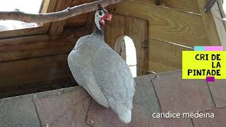 Quel Bruit fait la PINTADE  à la ferme pédagogique de Vendargues [upl. by Nayrbo]