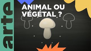 Comment se nourrissent les champignons   Vos questions 💡  ARTE Family [upl. by Maiga]