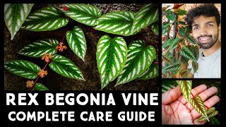 Rex Begonia Vine  Cissus discolor  Complete Care Guide  Best Foliage Vine  Nandanam Exotics [upl. by Alidus]