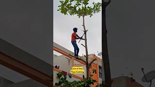 Top Tree cutting tree trending shorts professional workers [upl. by Doran97]