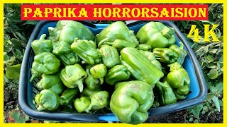 Paprika Horrorsaison Gelbe Block Paprika von der Aussaat bis zur Ernte  schlechteste Paprikasaison [upl. by Maier917]