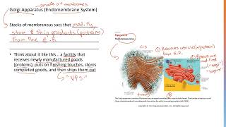 Golgi Apparatus 3 [upl. by Quintessa]