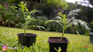 BEGINNERS GUIDE  PROPAGATION OF MARGUERITE DAISIES  ARGYRANTHEMUM [upl. by Nue]