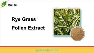 Buy Rye Grass Pollen Extract at Wholesale Price [upl. by Ailehpo]